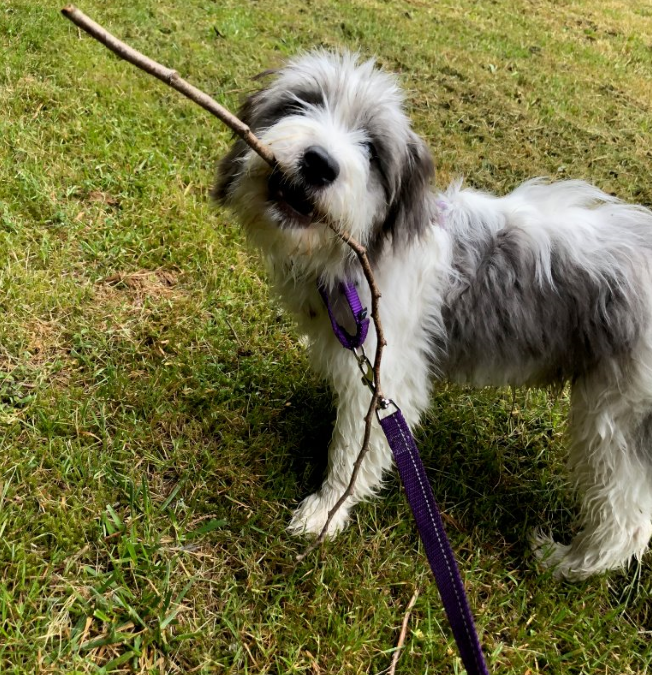 Rylie with a stick