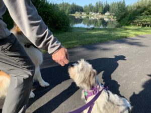 Positive training at the park