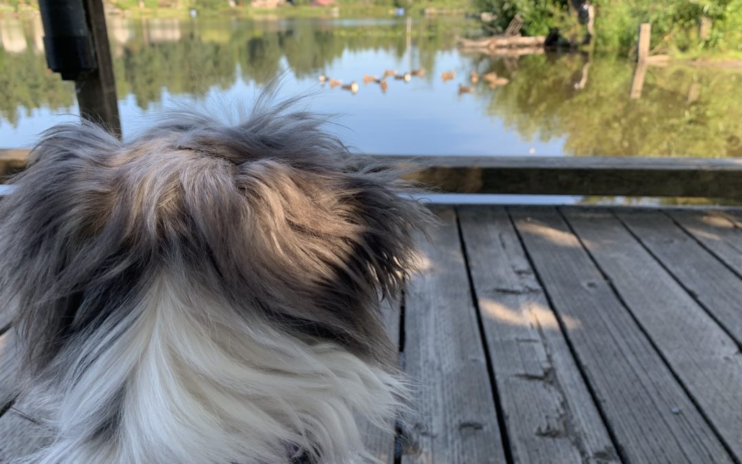 Watching the ducks!