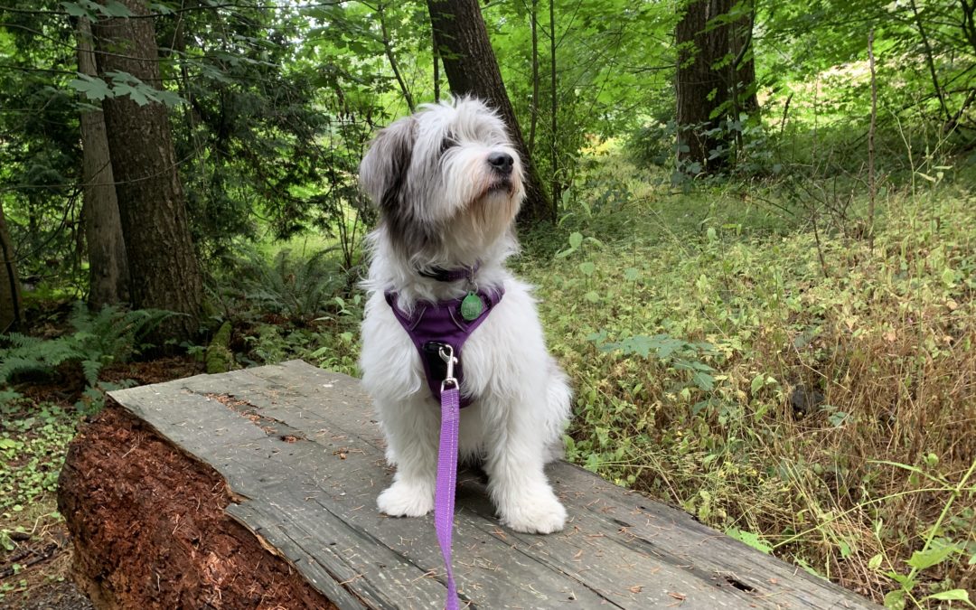 Trail walking at Brightwater