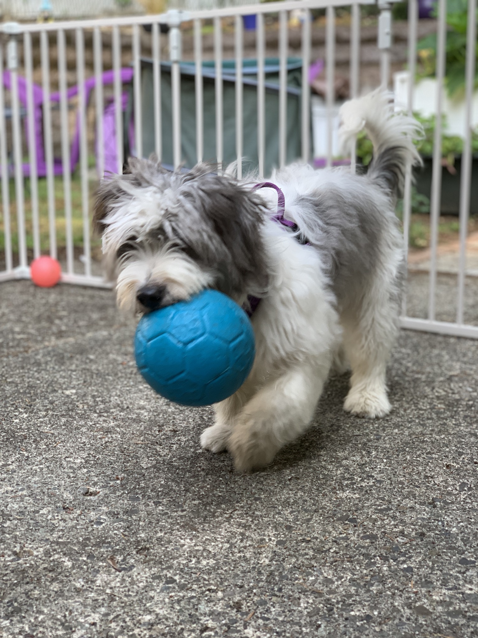 I'm a big dog! Underdog Rylie