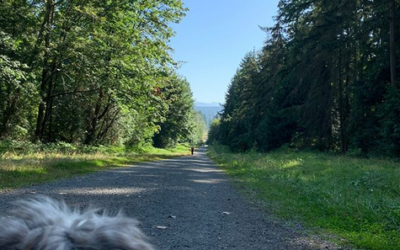 Any day is a trail dog day, I say!